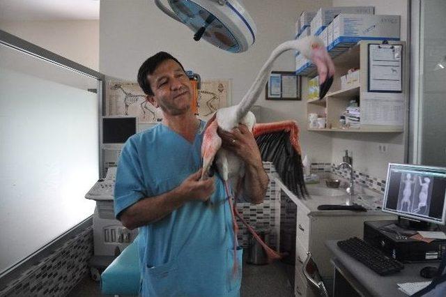 Yaralı Flamingoyu Balık&ccedil;ılar Kurtardı 2