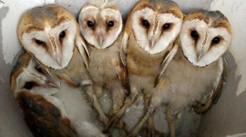 Terasta A&ccedil; Kalan Yavru Pe&ccedil;eli Baykuşlara Koruma