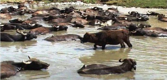 Sıcaklardan Bunalan Hayvanlar Gölette Serinletiliyor