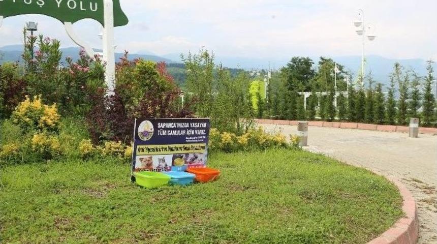 Sapanca&rsquo;da Sokak Hayvanları İ&ccedil;in Su Ve Yemek Kapları Yerleştirildi