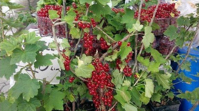 Frenk Üzümü Tezgahlarda Yerini Aldı