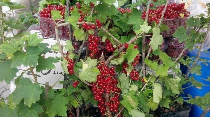 Frenk &Uuml;z&uuml;m&uuml; Tezgahlarda Yerini Aldı
