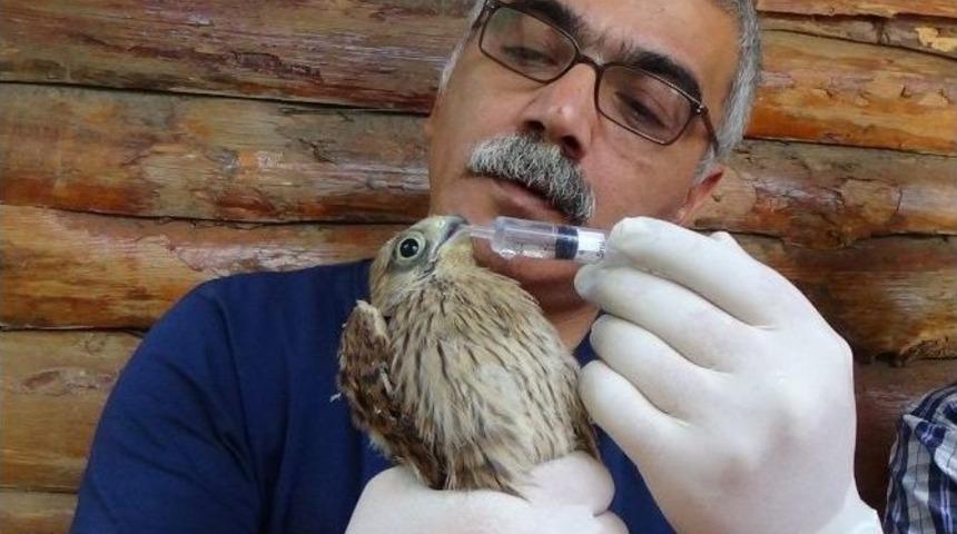 Anneleri Tarafından Terk Edilen Kerkenezler Korumaya Alındı