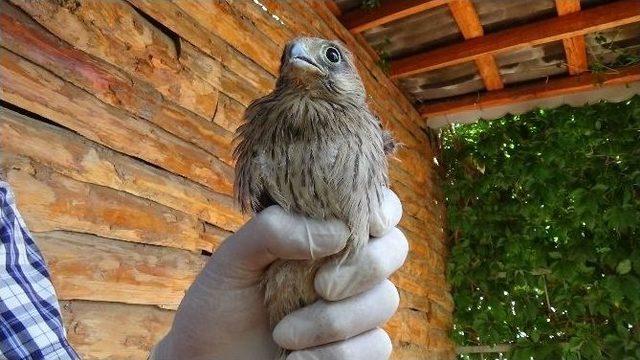 Anneleri Tarafından Terk Edilen Kerkenezler Korumaya Alındı