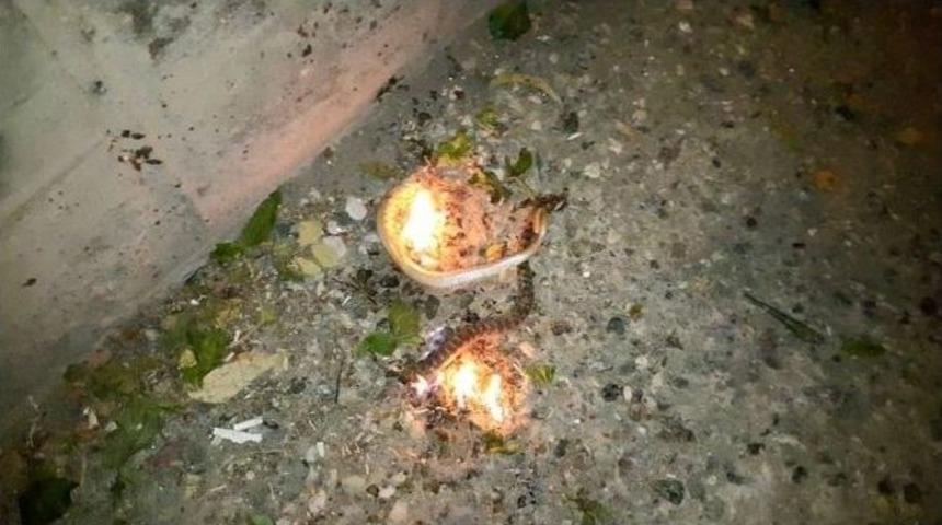 Yaraladıkları Yılanı Benzin D&ouml;k&uuml;p Yaktılar