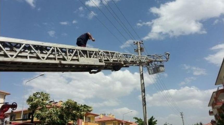 Ağa&ccedil;tan D&uuml;şen Karga Yavrusu İ&ccedil;in İtfaiye Seferber Oldu