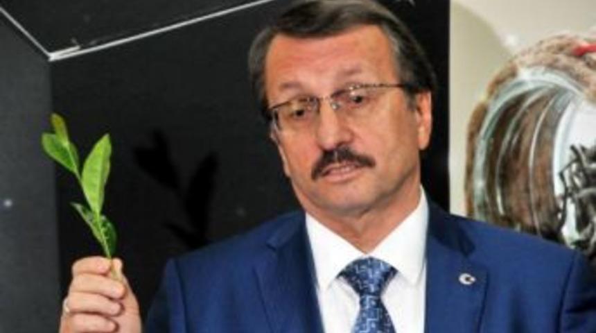 Yaş &Ccedil;ayda Rekolte Arttı