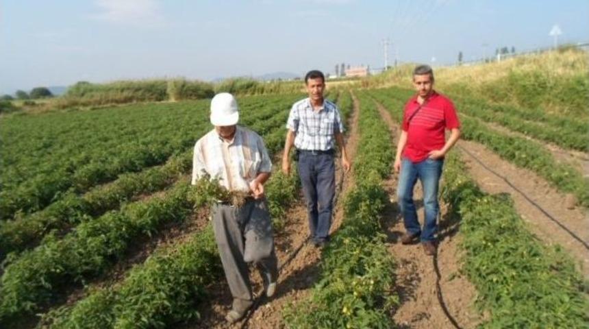 Domateslerde Mildiy&ouml; Hastalığı G&ouml;r&uuml;ld&uuml;