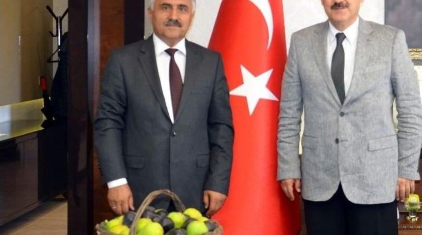 Aydın&rsquo;da Sezonun İlk İnciri Olgunlaştı