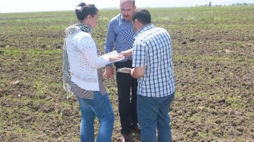 Muş&rsquo;ta Yem Bitkileri Kontrol Ediliyor