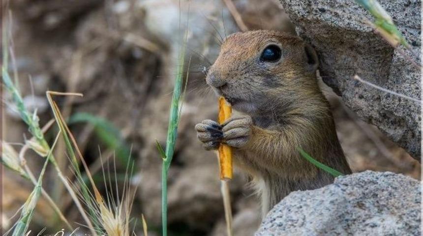 Sincabın Kraker Keyfi