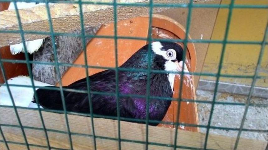 Fiyatı Dudak U&ccedil;uklatan Kuşlara Sahip Olmak İ&ccedil;in Sıra Bekliyorlar