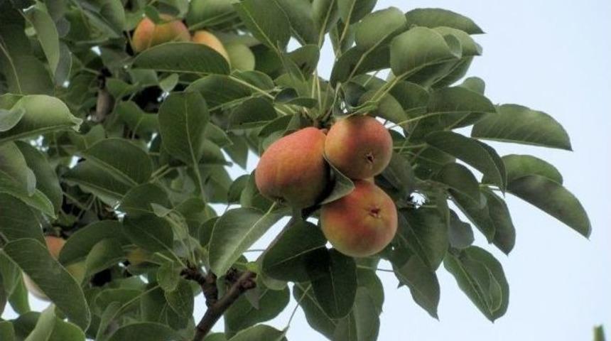 Erkenci Armut Ağacı G&ouml;renleri Şaşırttı