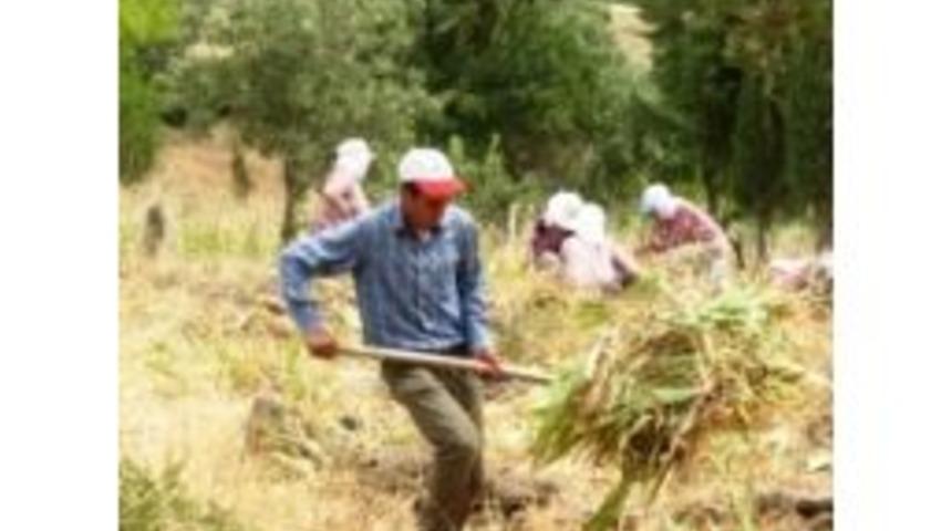 Ayvalık Belediyesi&rsquo;nden Mezarlık Temizliği