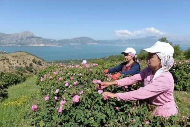 Made A Difference With Isparta Rose, Opened Up To The World 2