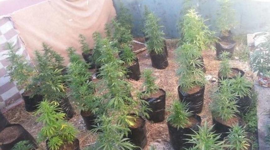 Antalya&rsquo;da Saksılarda Ekili 140 K&ouml;k Hint Keneviri Ele Ge&ccedil;irildi