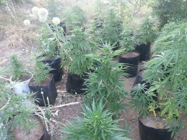 Antalya&rsquo;da Saksılarda Ekili 140 K&ouml;k Hint Keneviri Ele Ge&ccedil;irildi 1