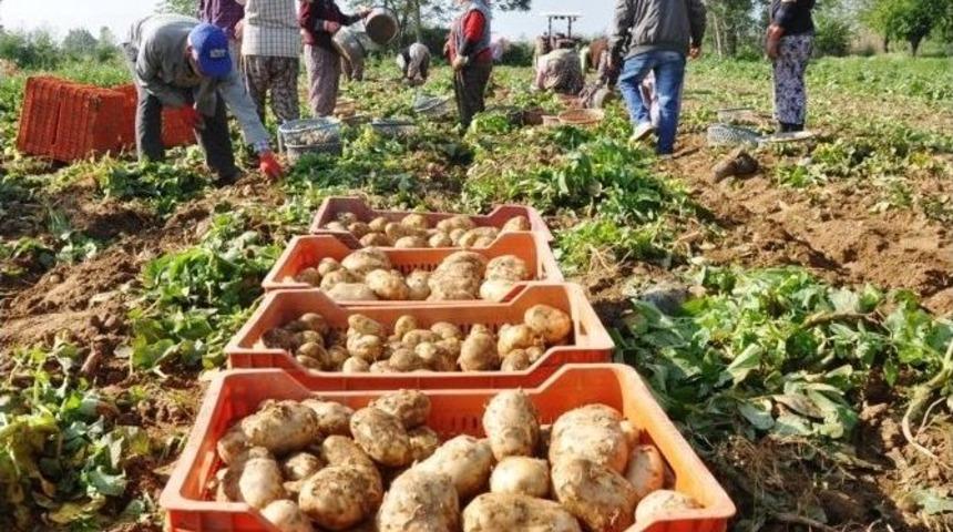 (&ouml;zel Haber) Patates Fiyatları Yeniden Y&uuml;kselişe Ge&ccedil;ti