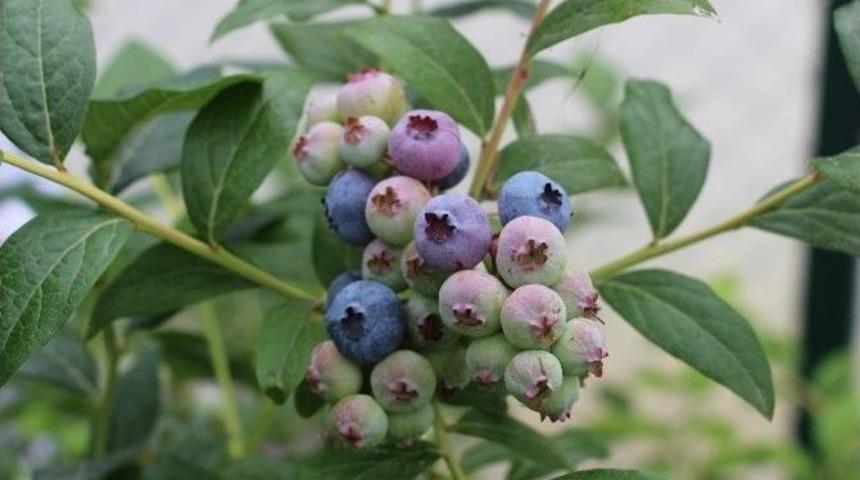 Yaban Mersininde Doğru Bilinen Yanlışlar