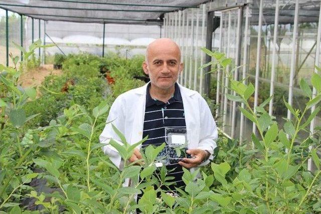 Yaban Mersininde Doğru Bilinen Yanlışlar 1