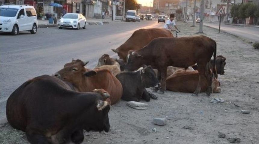 Silopi&rsquo;de Başıboş Hayvanlar İ&ccedil;in &Ccedil;iftlik