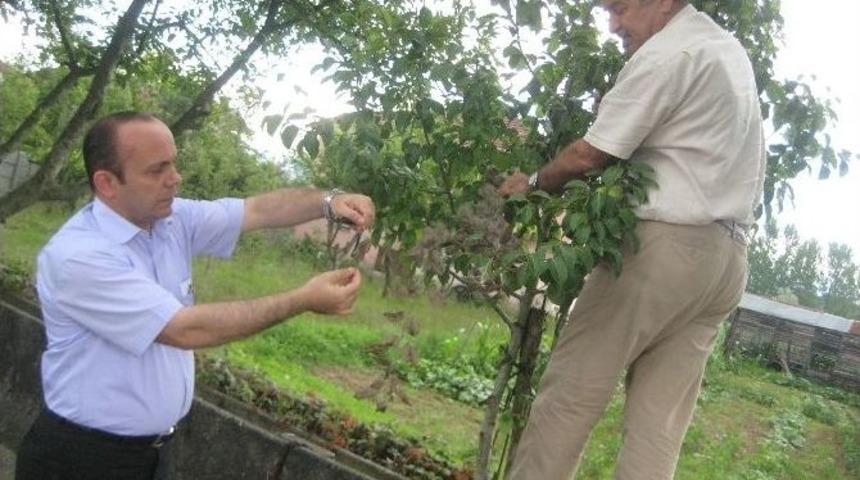 D&uuml;zce&rsquo;de Amerikan Beyaz Kelebeğine Karşı İla&ccedil;lı M&uuml;cadele