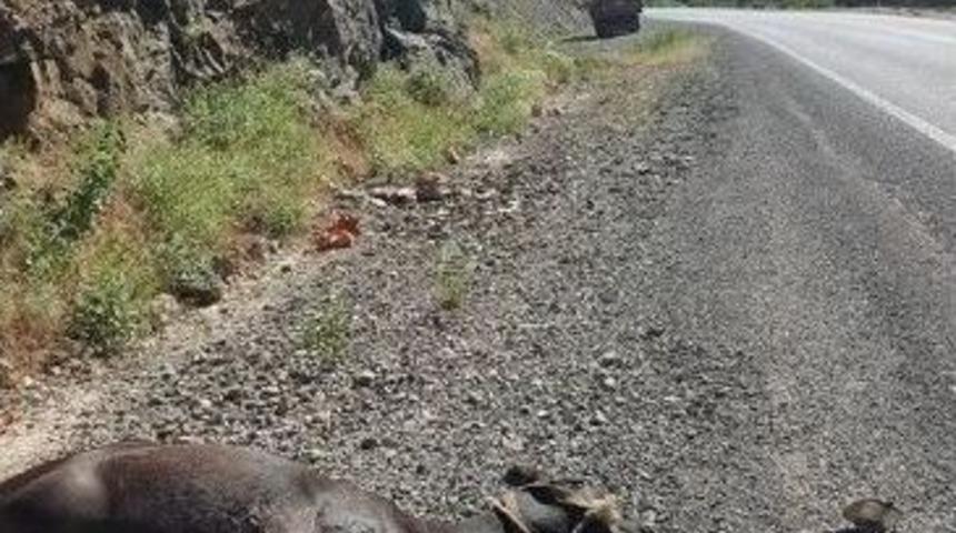 Kamyonetin &Ccedil;arptığı Katır Telef Oldu