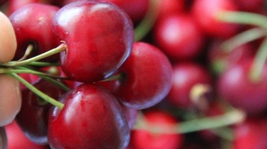 (&ouml;zel Haber) &Ccedil;ilek Ve Kiraz&rsquo;da Verim Y&uuml;zde 30 Arttı