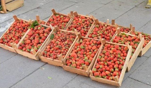 (&ouml;zel Haber) &Ccedil;ilek Ve Kiraz&rsquo;da Verim Y&uuml;zde 30 Arttı 1