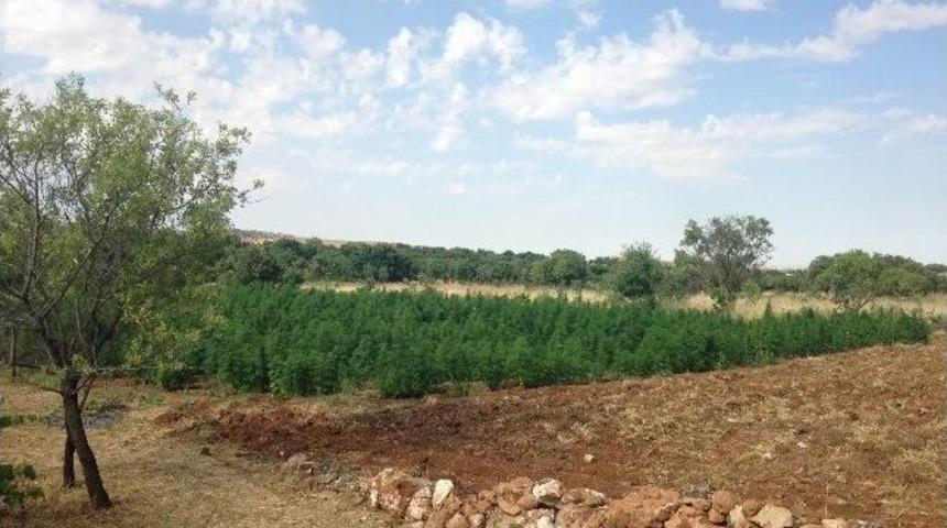 Diyarbakır&rsquo;da 25 Bin 600 K&ouml;k Hint Keneviri Ele Ge&ccedil;irildi