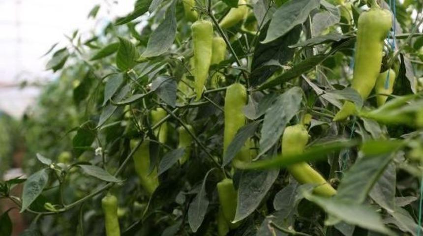 Solarizasyon Uygulaması Mersin'de Biberin Verimini Artırdı