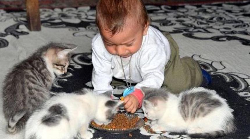 'kedi Yavruları, 10 Aylık Oğlumdan Daha Şanslı &Ccedil;ıktı'