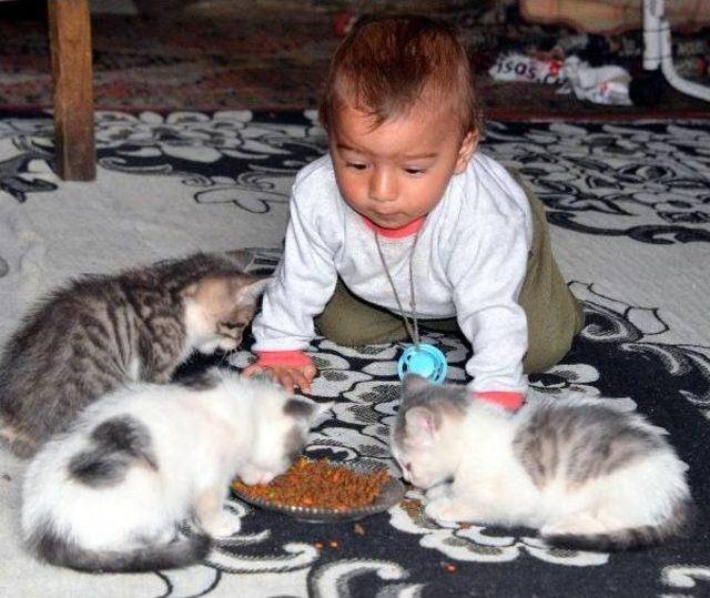 'kedi Yavruları, 10 Aylık Oğlumdan Daha Şanslı Çıktı'