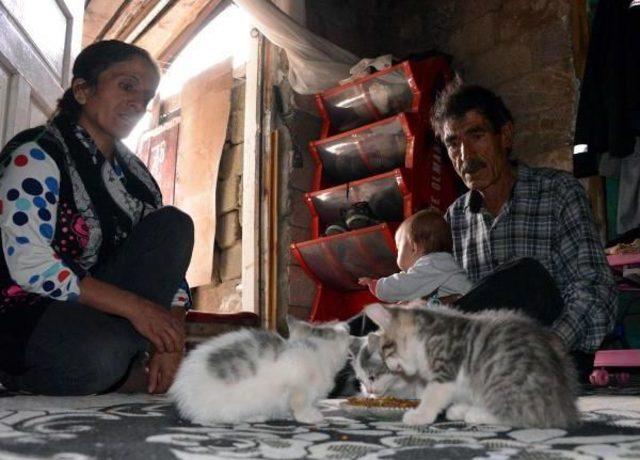 'kedi Yavruları, 10 Aylık Oğlumdan Daha Şanslı Çıktı'