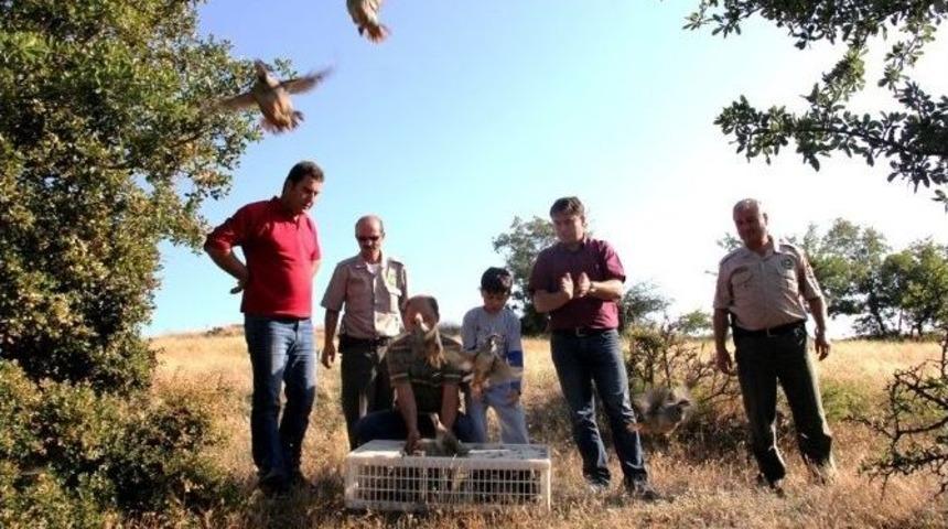 Keklikler Doğaya Salındı