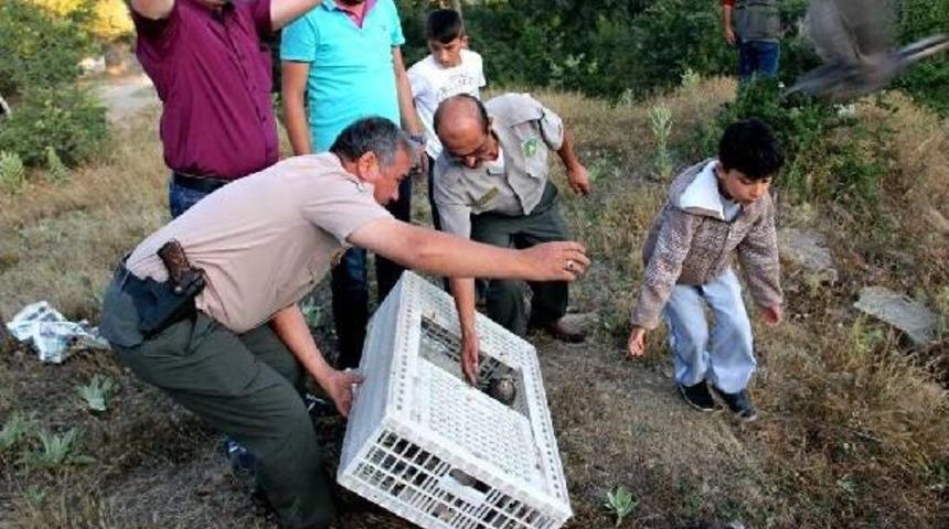 Sarıg&ouml;l'de Doğaya Bin Keklik Salındı