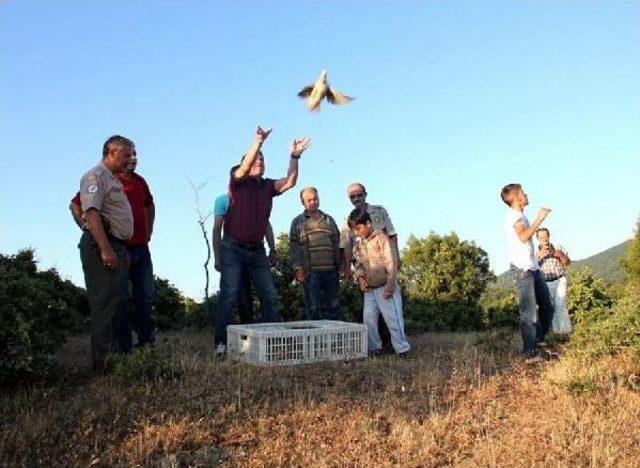 Sarıgöl de Doğaya Bin Keklik Salındı 1