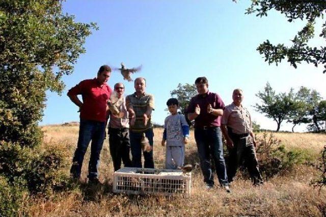 Sarıgöl de Doğaya Bin Keklik Salındı 2