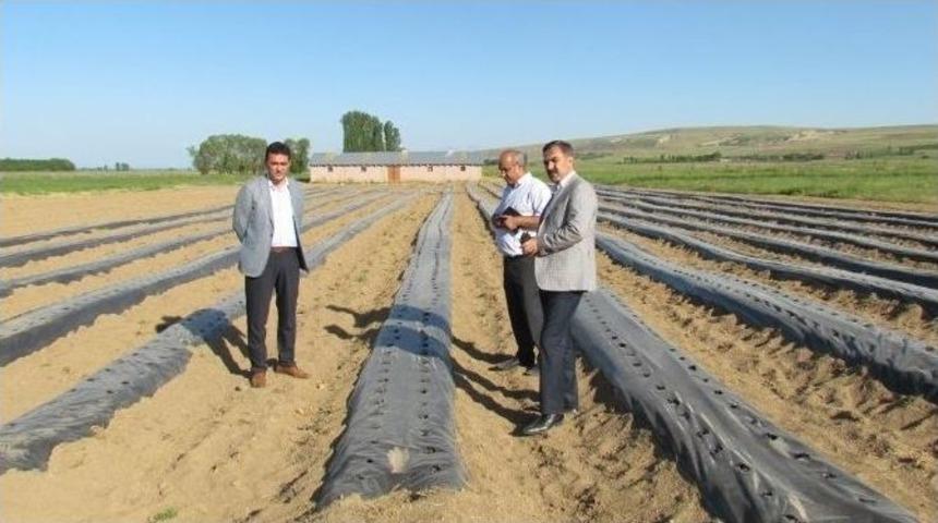 Ahlat&rsquo;ın Tarımda Yeni G&ouml;zdesi &Ccedil;ilek Olacak