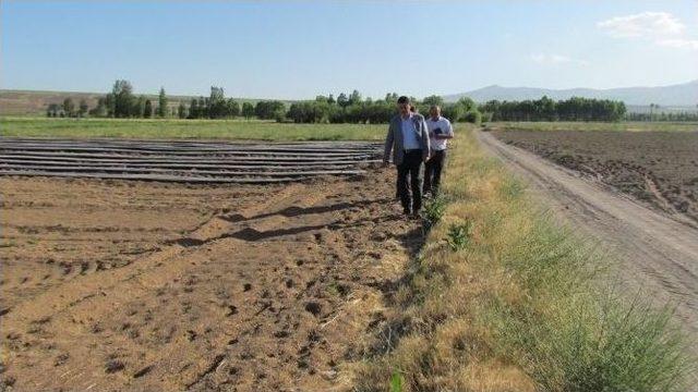 Ahlat’ın Tarımda Yeni Gözdesi Çilek Olacak