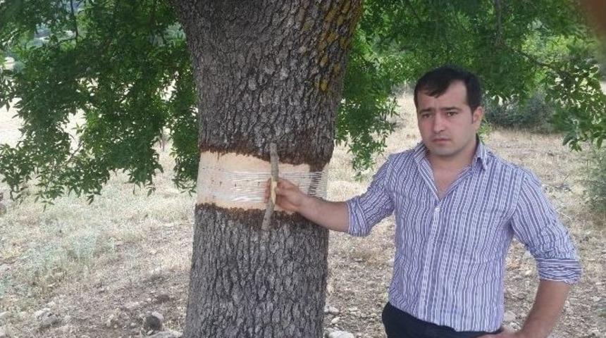 Melengi&ccedil; Ağa&ccedil;ları Antep Fıstığı Verecek