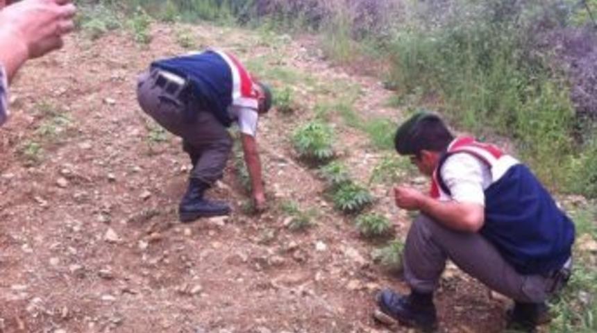 Zeytin Bah&ccedil;esinde Uyuşturucu Yetiştirdi