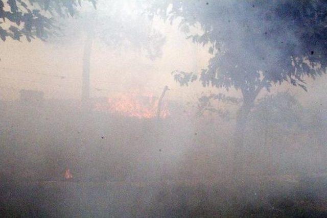 Şanlıurfa’Da Ormanlık Alanda Yangın