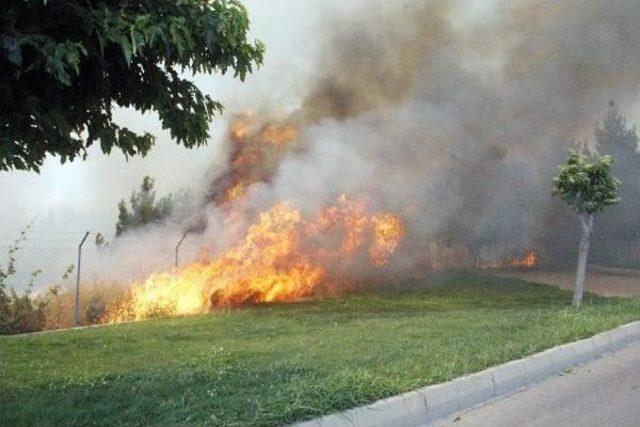 Şanlıurfa’Da Ormanlık Alanda Yangın