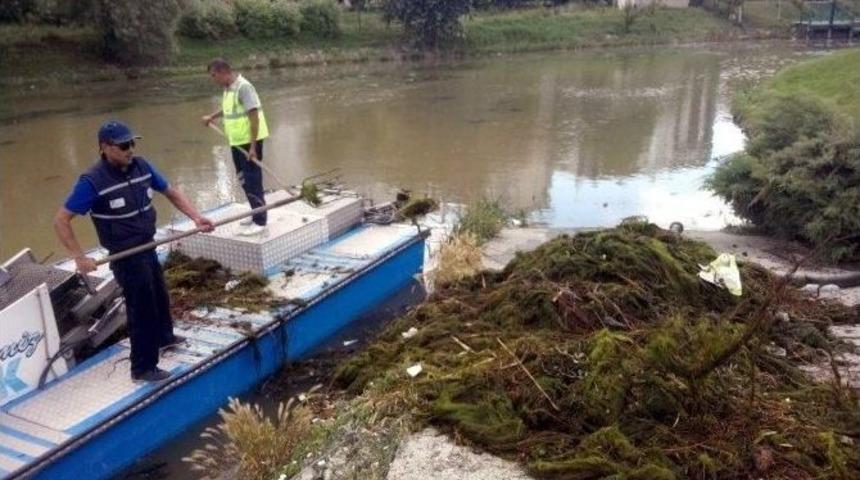 Porsuk &Ccedil;ayı Yosunlardan Arındırıldı