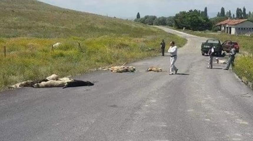 K&uuml;tahya&rsquo;da K&ouml;pek Katliamı