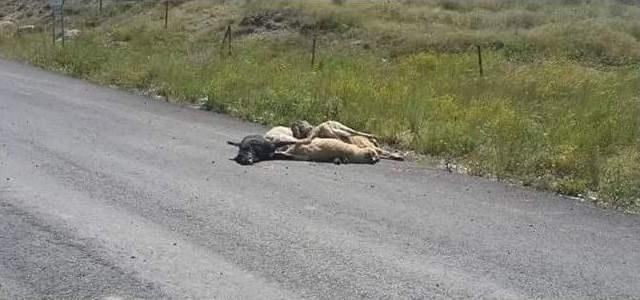 Kütahya’da Köpek Katliamı