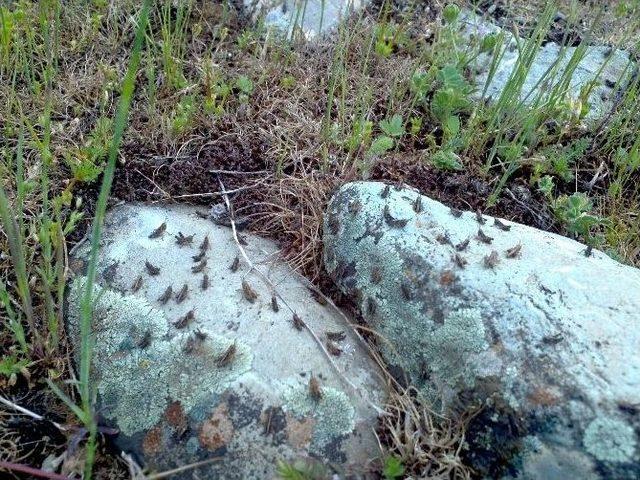 Beyşehir&rsquo;de Erken M&uuml;dahale &Ccedil;ekirge Zararlarını &Ouml;nledi 1