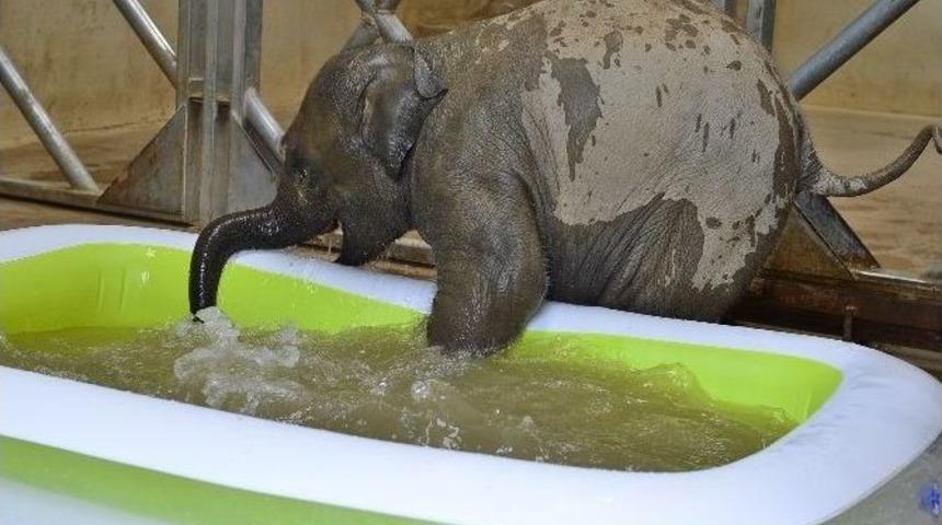 Sevimli Fil Deniz&rsquo;in İlk Banyo Keyfi
