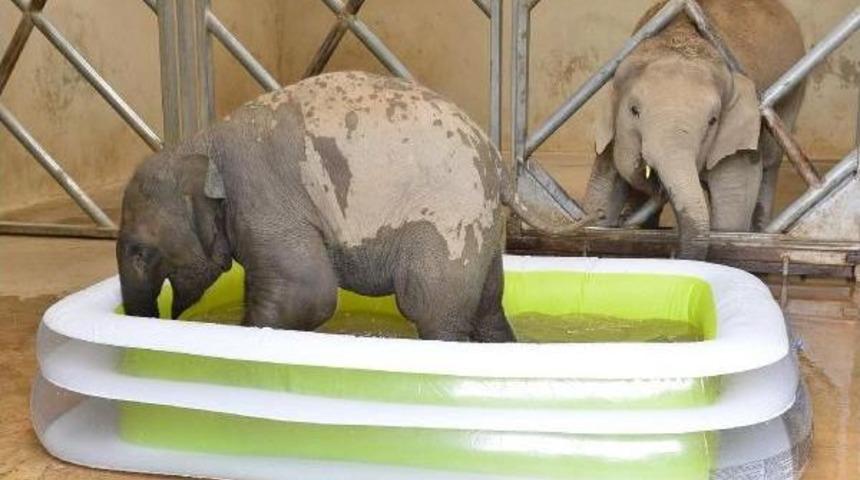 Yavru Fil 'deniz'in Ilk Banyosu